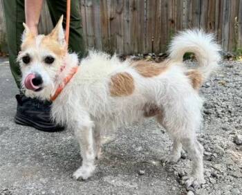 Jack Russell Terrier Dogs Available for Adoption - Monty DD* | PetCurious