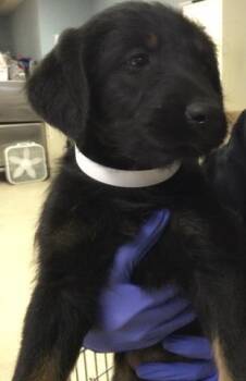 SWEETIE -  German Shepherd Dog Dog for Adoption in Riverside, California - SWEETIE | PetCurious
