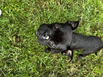 Rescue French Bulldog and American Bully Dogs for Adoption in Walker, Louisiana - Ace | PetCurious