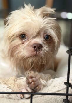Daisy -  Shih Tzu Dog for Adoption in Davis, California - Daisy | PetCurious