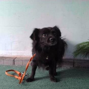 A5786627 -  Chihuahua Dog for Adoption in San Gabriel, California - A5786627 | PetCurious