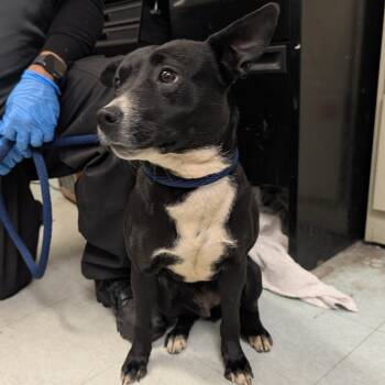 Mixed Breed Dogs Available for Adoption in Philadelphia, Pennsylvania - Ofelia | PetCurious
