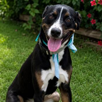 Biots -  Border Collie Dog for Adoption in Brookeville, Maryland - Biots | PetCurious