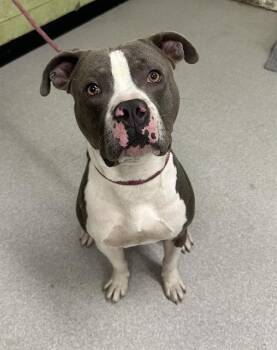 Rescue Pit Bull Terrier Dogs for Adoption in Indianapolis, Indiana - PORCH | PetCurious