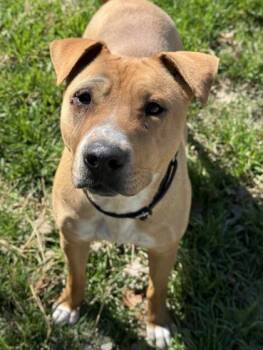 Eve -  Terrier and Mixed Breed Dog for Adoption in San Antonio, Texas - Eve | PetCurious