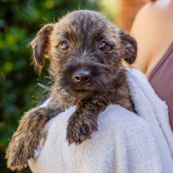 Indie -  Cairn Terrier and Chihuahua Dog for Adoption in Hattiesburg, Mississippi - Indie | PetCurious