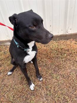 Rescue Labrador Retriever Dogs for Adoption in Jenks, Oklahoma - Phantom | PetCurious
