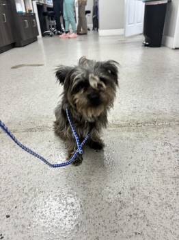 Barkley -  Terrier Dog for Adoption in Marietta, Georgia - Barkley | PetCurious