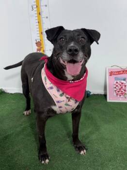 Beba-One of our Amazing Rescue Dogs -  Black Labrador Retriever and Pit Bull Terrier Dog for Adoption in Carlsbad, California - Beba-One Of Our Amazing Rescue Dogs | PetCurious
