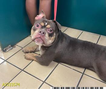 Mixed Breed Dogs Available for Adoption in West Palm Beach, Florida - HOUSTON | PetCurious
