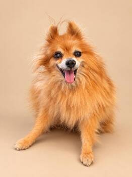 Mister Fox -  Pomeranian Dog for Adoption in Torrance, California - Mister Fox | PetCurious
