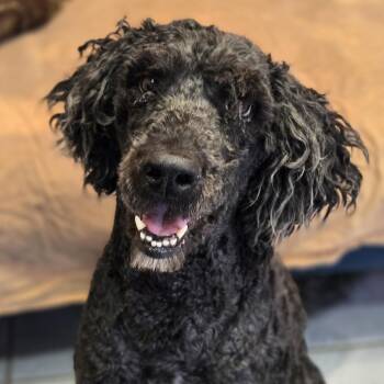 Labradoodle Dogs Available for Adoption - Zade | PetCurious