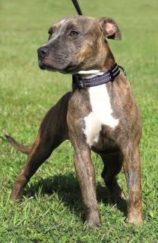 Rescue Hound Dogs for Adoption in North Fort Myers, Florida - Joy | PetCurious