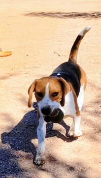 Rescue Beagle Dogs for Adoption in Apple Valley, California - Widget | PetCurious