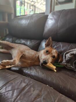 Rescue Australian Cattle Dog Blue Heeler and Catahoula Leopard Dog Dogs for Adoption in Spring, Texas - TORI | PetCurious