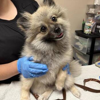 Jackson -  Pomeranian Dog for Adoption in Tempe, Arizona - Jackson | PetCurious