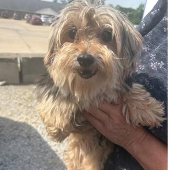 Yorkshire Terrier Dogs Available for Adoption in Normal, Illinois - Lisa | PetCurious