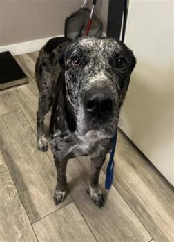Rescue Great Dane Dogs for Adoption in Redlands, California - KERNEL | PetCurious