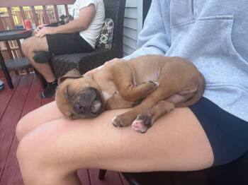 Terrier Dogs Available for Adoption - Lil John | PetCurious