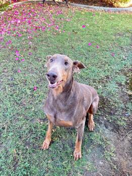 Leia -  Doberman Pinscher Dog for Adoption in Coarsegold, California - Leia | PetCurious