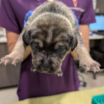 Wirehaired Terrier and Mixed Breed Dogs Available for Adoption in Tampa, Florida - Carnelian | PetCurious