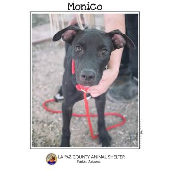 Rescue Jindo and Pit Bull Terrier Dogs for Adoption in Parker, Arizona - Monico | PetCurious