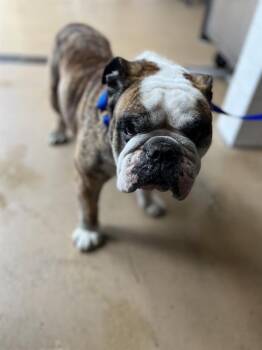 A273487 -  English Bulldog Dog for Adoption in Chula Vista, California - A273487 | PetCurious