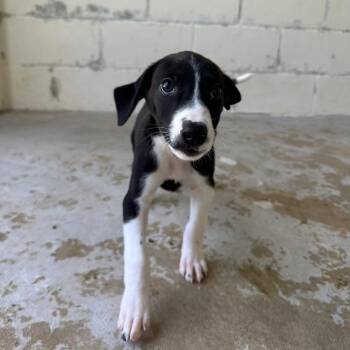 Wilder 5371 -  Great Dane and Mixed Breed Dog for Adoption in Loxahatchee Groves, Florida - Wilder 5371 | PetCurious