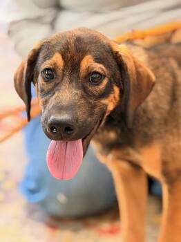 Roscoe -  Shepherd Dog for Adoption in Meherrin, Virginia - Roscoe | PetCurious