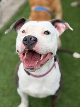 Tory --Courtesy Post. Out of town pet. See below for details-- -  Pit Bull Terrier Dog for Adoption in Eagle, Idaho - Tory --Courtesy Post. Out Of Town Pet. See Below For Details-- | PetCurious