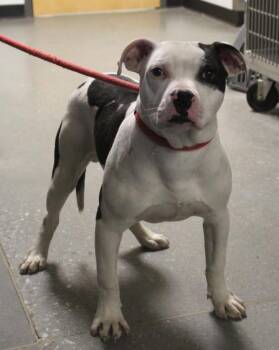 Pen 118 Polo -  Pit Bull Terrier Dog for Adoption in Lawrenceville, Georgia - Pen 118 Polo | PetCurious