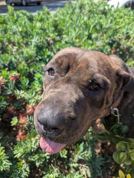 Rescue Mastiff Dogs for Adoption in Bellflower, California - Tiffany | PetCurious