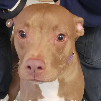 Pit Bull Terrier Dogs Available for Adoption in Medina, Ohio - Olive | PetCurious