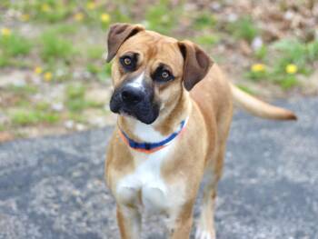 Boxer Dogs Available for Adoption in Manchester, New Hampshire - Davidson In NH! Come Meet Our Adoptable Dogs Wednesday-Saturday. | PetCurious