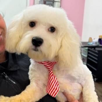 Teddy -  Cavachon Dog for Adoption in West Miami, Florida - Teddy | PetCurious