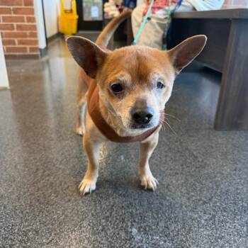 Mixed Breed Dogs Available for Adoption - Papito | PetCurious