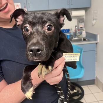 Mixed Breed Dogs Available for Adoption in Charleston, West Virginia - Bouncy Ball | PetCurious