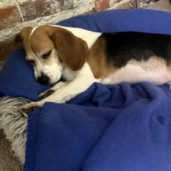 Beluga -  Beagle Dog for Adoption in Denver, Colorado - Beluga | PetCurious