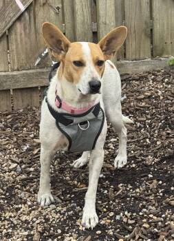 Lizzie -  Cattle Dog Dog for Adoption in Ellicott City, Maryland - Lizzie | PetCurious
