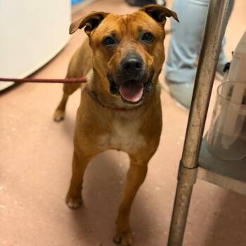 Pit Bull Terrier and Shepherd Dogs Available for Adoption in Fort Smith, Arkansas - Alfonzo | PetCurious