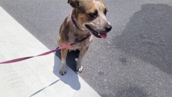 WINNIE -  Australian Cattle Dog Blue Heeler and Mixed Breed Dog for Adoption in St. Cloud, Florida - WINNIE | PetCurious