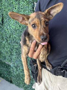 61535121 -  Pit Bull Terrier and Mixed Breed Dog for Adoption in El Paso, Texas - 61535121 | PetCurious