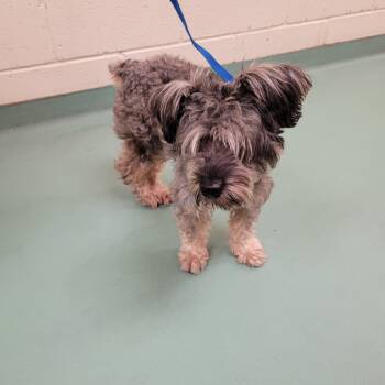 Rescue Mixed Breed Dogs for Adoption in Memphis, Tennessee - MARSHON LAMAR | PetCurious