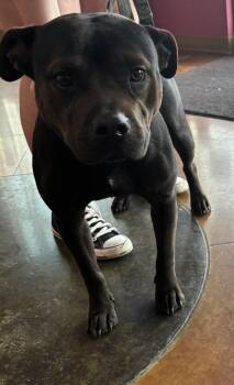 Staffordshire Bull Terrier and Mixed Breed Dogs Available for Adoption - REX | PetCurious