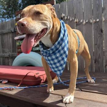 Velveteen -  Mixed Breed and Pit Bull Terrier Dog for Adoption in Austin, Texas - Velveteen | PetCurious