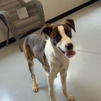Wilson -  Mixed Breed Dog for Adoption in Ponca City, Oklahoma - Wilson | PetCurious