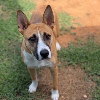 Buddy -  Shepherd Dog for Adoption - Buddy | PetCurious