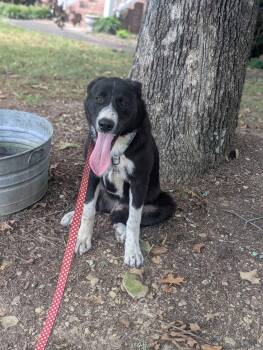 Hamlet -  Great Pyrenees Dog for Adoption in Wando, South Carolina - Hamlet | PetCurious