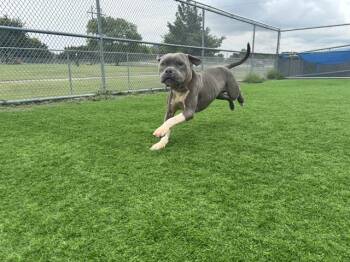 TADPOLE -  American Staffordshire Terrier and Mixed Breed Dog for Adoption in Grand Prairie, Texas - TADPOLE | PetCurious