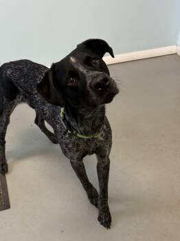 Sero -  Mixed Breed Dog for Adoption in Big Rapids, Michigan - Sero | PetCurious